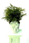Palm from Bolin-Reeves, your Birmingham, AL florist