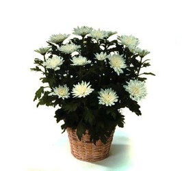 Mum Pot from Bolin-Reeves, your Birmingham, AL florist