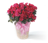 Azalea from Bolin-Reeves, your Birmingham, AL florist