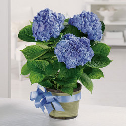 Hydrangea from Bolin-Reeves, your Birmingham, AL florist