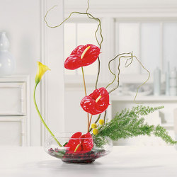 Anthurium Tropical from Bolin-Reeves, your Birmingham, AL florist