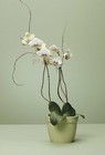 Orchid Plant from Bolin-Reeves, your Birmingham, AL florist